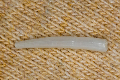 Scaphopoda
