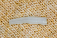 Scaphopoda