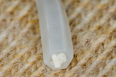 Scaphopoda