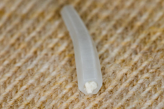 Scaphopoda