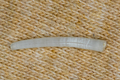 Scaphopoda