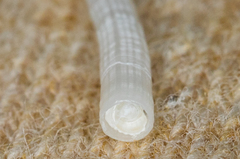 Scaphopoda
