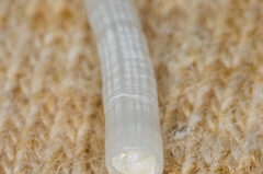 Scaphopoda