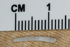 Scaphopoda