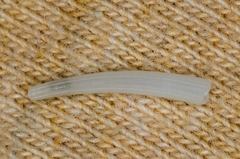 Scaphopoda