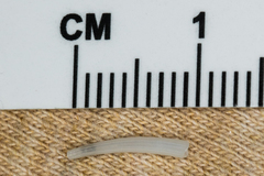 Scaphopoda