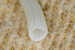 Scaphopoda