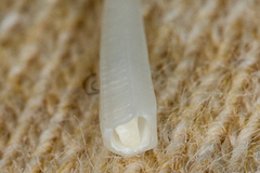 Scaphopoda