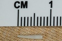 Scaphopoda