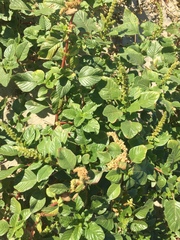 Amaranthus watsonii
