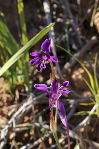 Sparaxis metelerkampiae