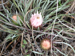 Townsendia hookeri
