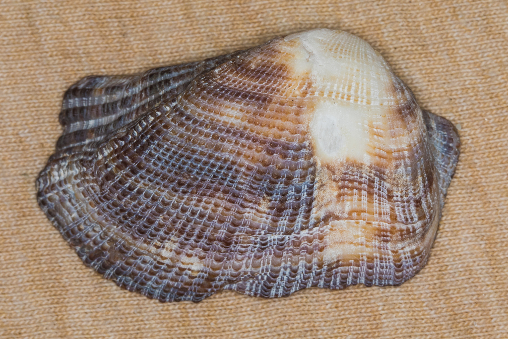 Lamarcka