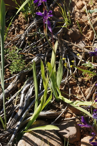 Sparaxis metelerkampiae