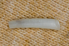 Scaphopoda