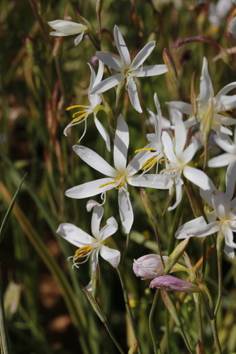Image of Hesperantha bachmannii by (c) Karen Eichholz, some rights reserved (CC BY)