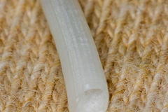 Scaphopoda