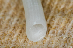 Scaphopoda