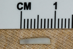 Scaphopoda