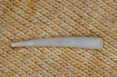Scaphopoda