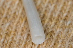 Scaphopoda