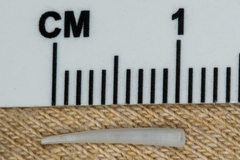 Scaphopoda