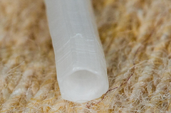 Scaphopoda