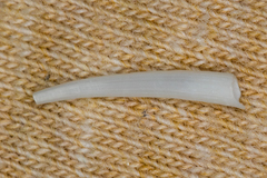 Scaphopoda