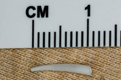 Scaphopoda