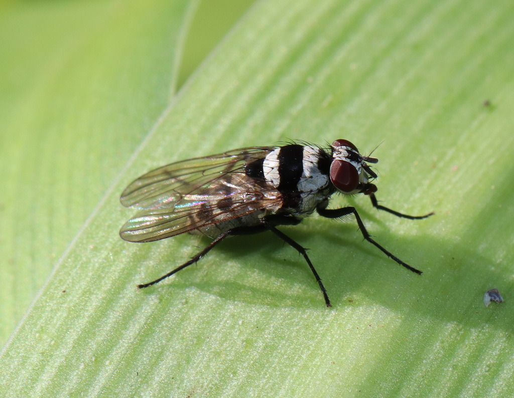Anthomyia medialis