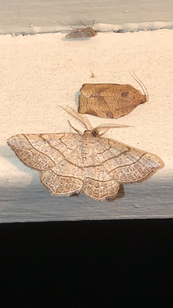 Brown-bordered Geometer Moth