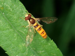 Sphaerophoria philanthus