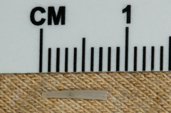 Scaphopoda