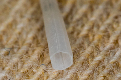 Scaphopoda