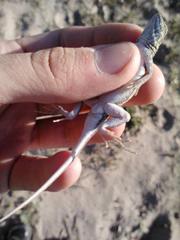 Holbrookia propinqua