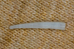 Scaphopoda