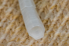 Scaphopoda