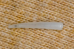 Scaphopoda