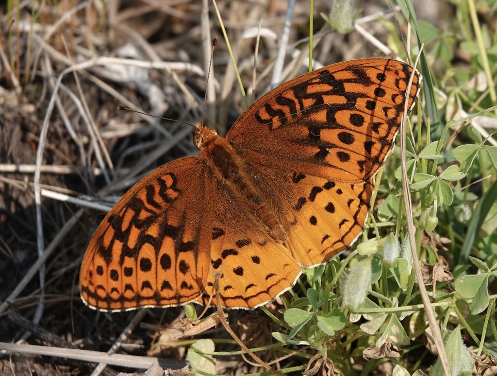 Great Spangled Fritillary from Beaverville, IL, US on June 16, 2023 at