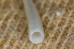 Scaphopoda