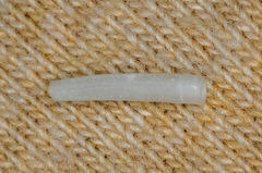 Scaphopoda