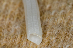 Scaphopoda