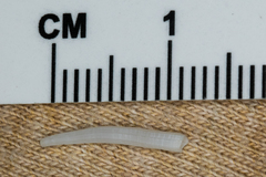 Scaphopoda
