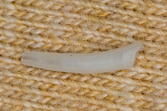 Scaphopoda