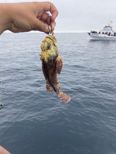 Photo of California scorpionfish (Scorpaena guttata)