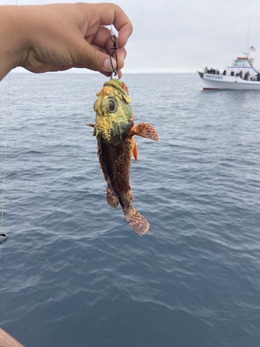 Photo of California scorpionfish (Scorpaena guttata)