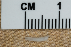 Scaphopoda