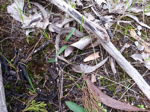 Caladenia major, photograph 1