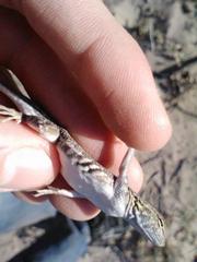 Holbrookia propinqua