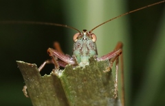 Conocephalus semivittatus